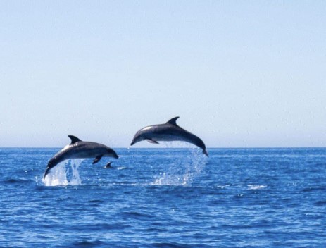 Lagos Dolphins