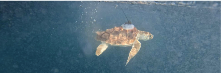ZooMarine Turtle